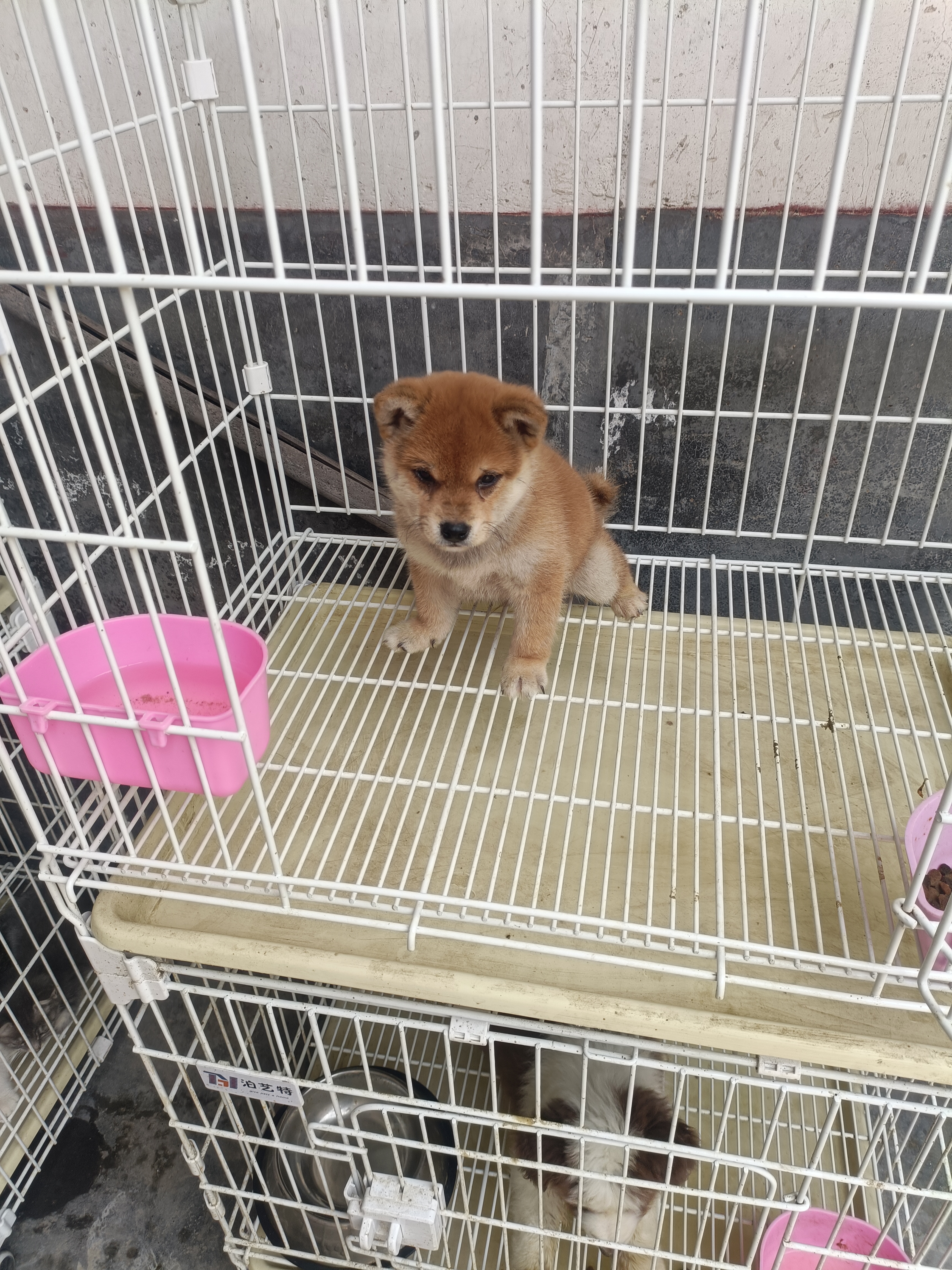柴犬，有喜欢的，还可以优惠